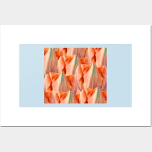 Tulipa  'Orange Princess'   AGM   Double Late Tulip Posters and Art